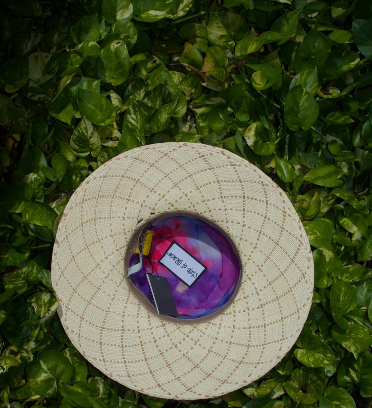 PAULA image 6